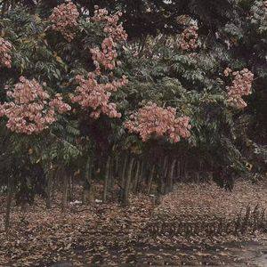 国模被摄影师啪啪呻吟
